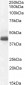Goat Anti-WISP1 Antibody