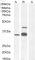 Goat Anti-WISP1 Antibody