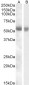 Goat Anti-TMPRSS2 Antibody