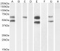 Goat Anti-CAMK2A Antibody