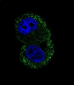 ITA6 Antibody