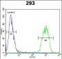 JUN Antibody (C-term)