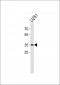 JUN Antibody (C-term)