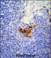 MCAM Antibody (C-term)