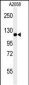 MCAM Antibody (C-term)