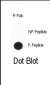 Phospho-CDX2(S283) Antibody