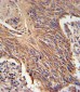 RDH10 Antibody (Center)