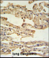IFM2 Antibody  (N-term)