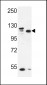 SEC24C Antibody (Center)