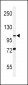 HIF1A Antibody (N-term)