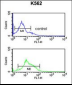 ZO1 Antibody (C-term)