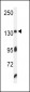 ZO1 Antibody (C-term)