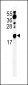 ZNF9 Antibody (Center)