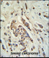 ABCC11 Antibody (N-term)