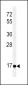 EREG Antibody (C-term)