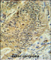 RPS15A Antibody (N-term)