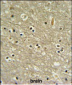 WDR82 Antibody (N-term)