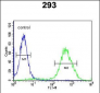 CCR1 Antibody (N-term)