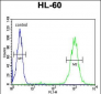 BLM Antibody (C-term)