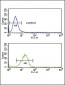 AGER Antibody (N-term)