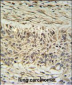 DDX23 Antibody (Center)