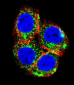 NR3C1 Antibody (C-term)