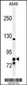 NR3C1 Antibody (C-term)