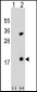 PLA2G1B Antibody (C-term)