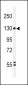 HIF1A Antibody