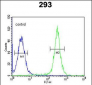 GSDMA Antibody (N-term)