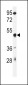 GSDMA Antibody (N-term)