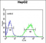 HIST1H2AL Antibody (C-term)