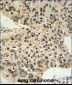 HIST1H2AL Antibody (C-term)