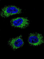 HSP90B1 Antibody (N-term)