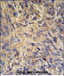 HSP90B1 Antibody (N-term)