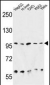 HSP90B1 Antibody (N-term)