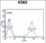 ATP2A1 Antibody (C-term)