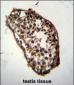 MLF1 Antibody (C-term)