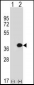 MLF1 Antibody (C-term)