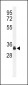 SPRY4-Y75 Antibody