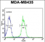 KDR (Y1175) Antibody