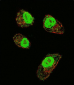 HIF1Alpha Antibody (Center)