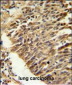 HIF1Alpha Antibody (Center)