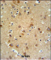 GMFG Antibody (C-term)