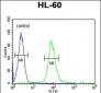 IL2RG Antibody (N-term)