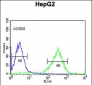 HFE2 Antibody (C-term)