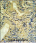 LXN Antibody