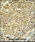 GSTK1 Antibody (Center)