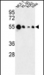 AIM2 Antibody (N-term)