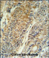 PYCR1 Antibody (C-term)